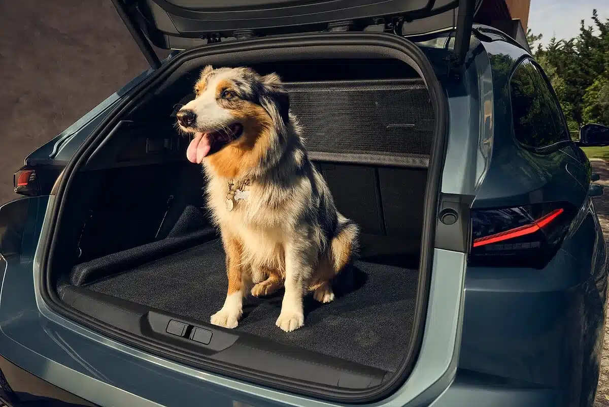 Hund im geräumigen Kofferraum eines Peugeot 308 SW Kombi mit geöffneter Heckklappe