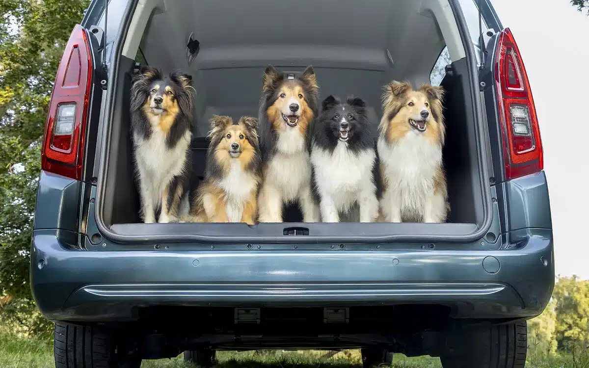 Fünf Hunde sitzen im geöffneten Kofferraum eines Opel Combo Electric.