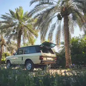 Range Rover Classic 1981 in Sahara Dust, geparkt unter Palmen, Heckansicht mit geöffneter Heckklappe.